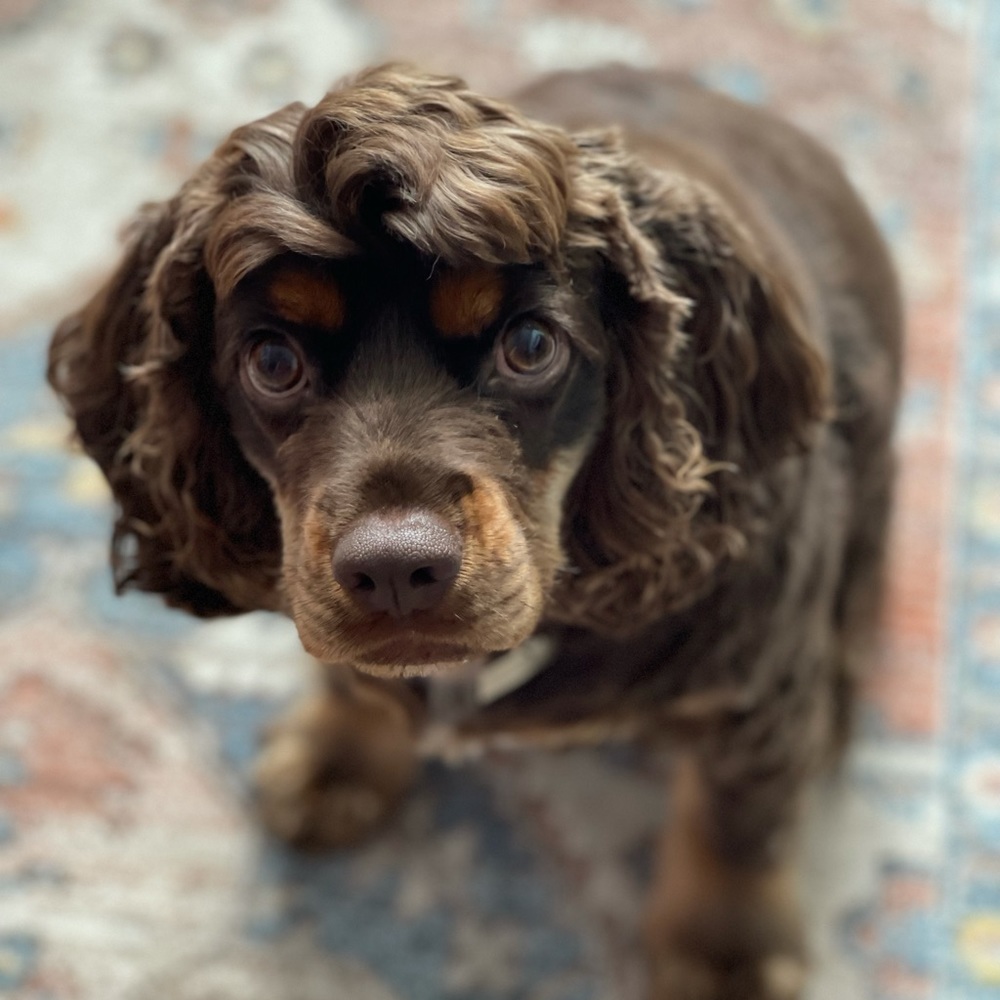 Meet your Posher, Haley